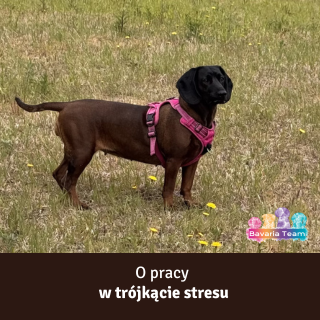 Trójkąt stresu