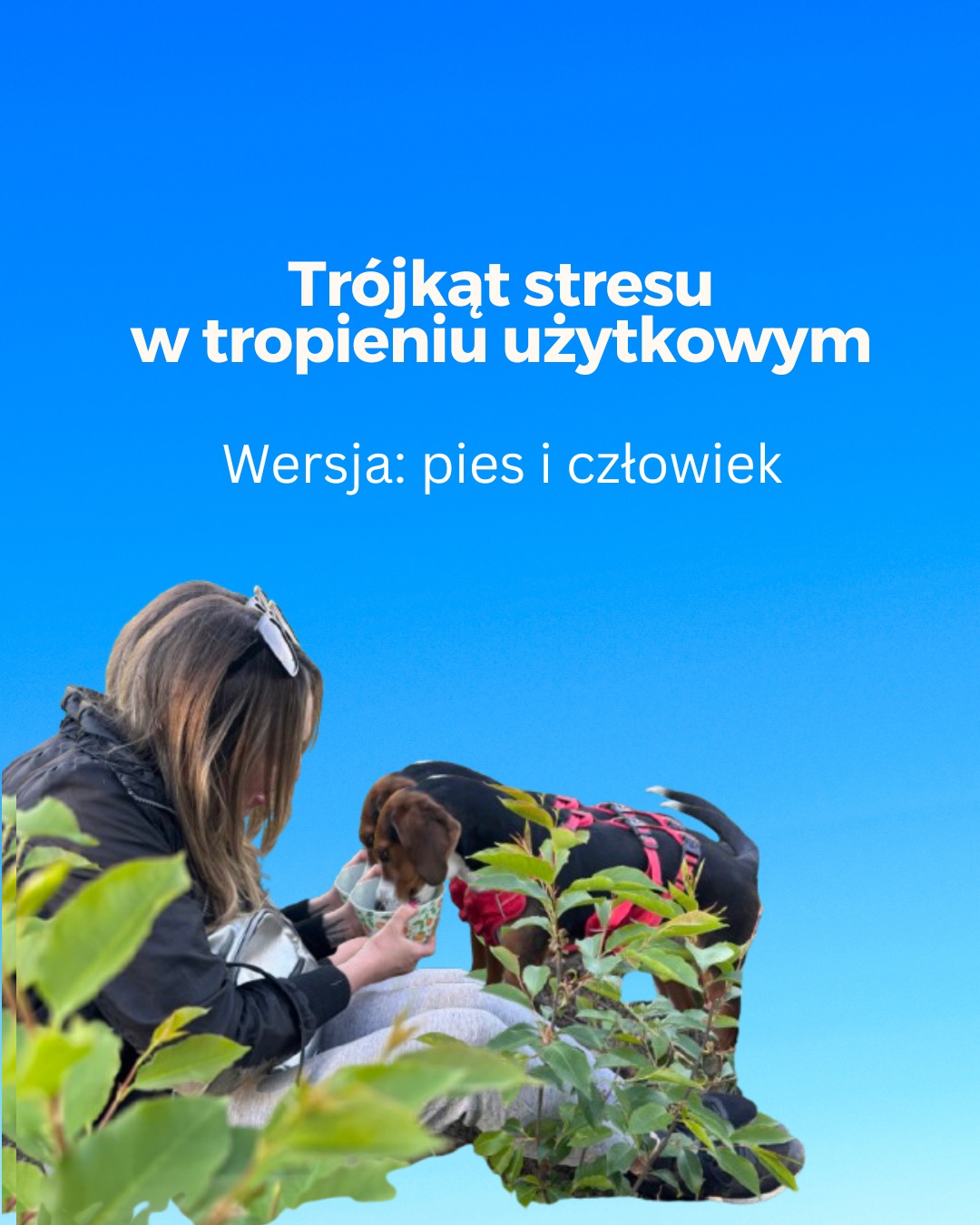 trojkat stresu w tropieniu użytkowym bavariateam